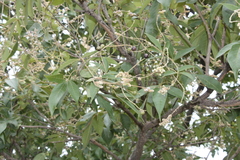 Vitex pinnata